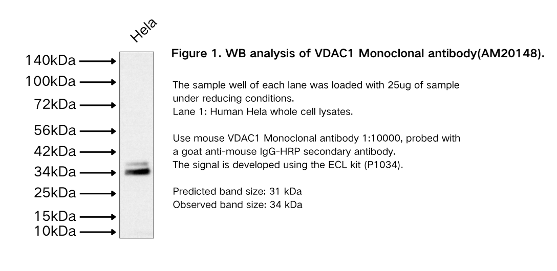 VDAC1 Mouse Monoclonal antibody
