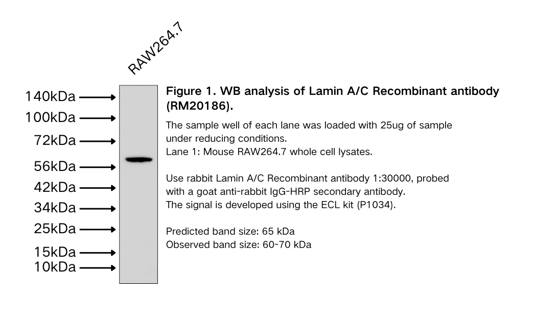 Lamin A/C Rabbit Monoclonal antibody