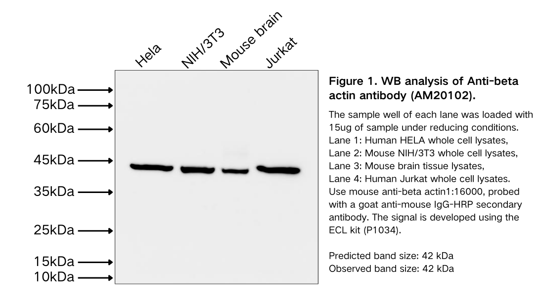 beta actin Mouse Monoclonal antibody