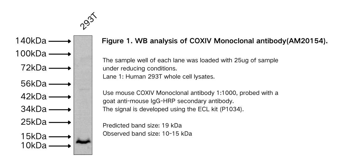 COXIV Mouse Monoclonal antibody
