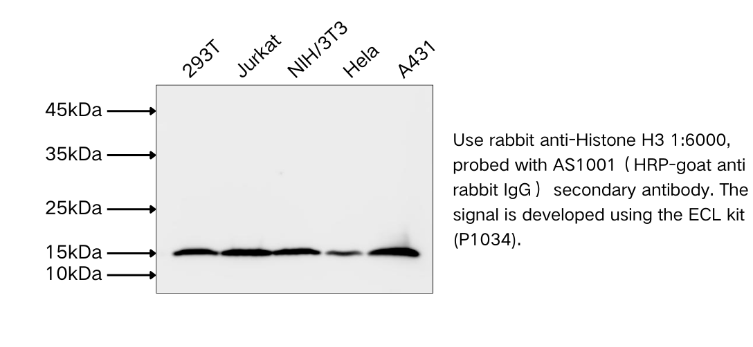HRP-Goat Anti-Rabbit IgG(H+L) 