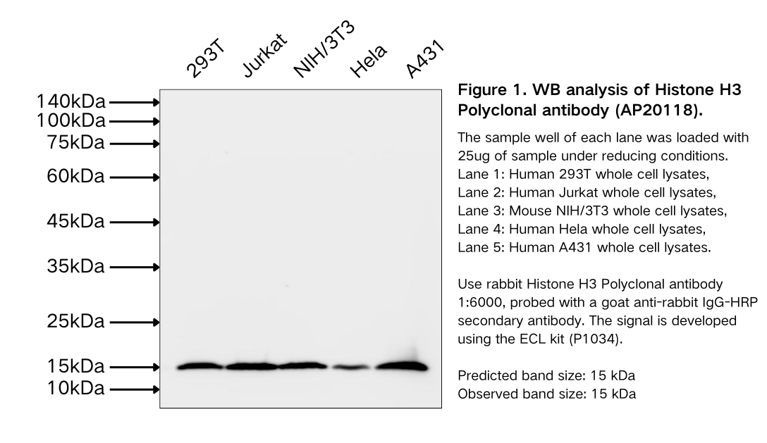 Histone H3 Rabbit Polyclonal antibody