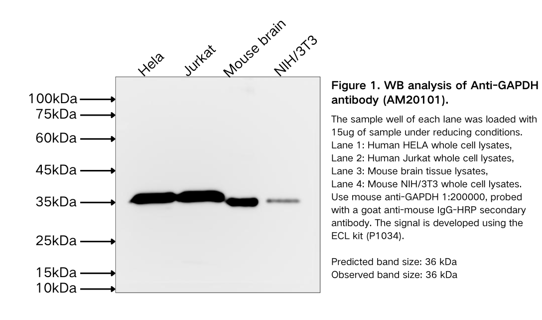 GAPDH Mouse Monoclonal antibody