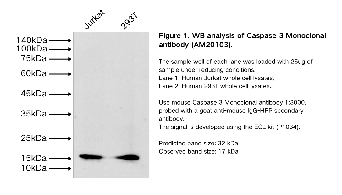 Caspase 3 Mouse Monoclonal antibody
