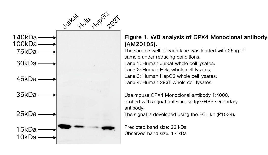 GPX4 Monoclonal antibody