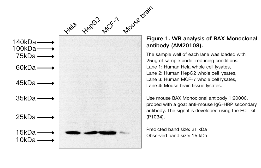 BAX Monoclonal antibody