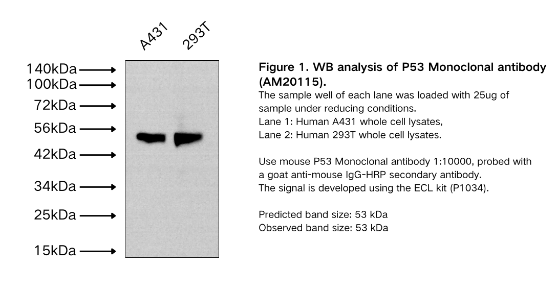 P53 Monoclonal antibody