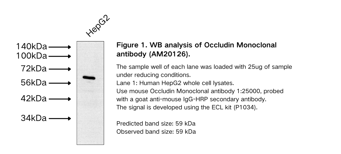 Occludin Monoclonal antibody