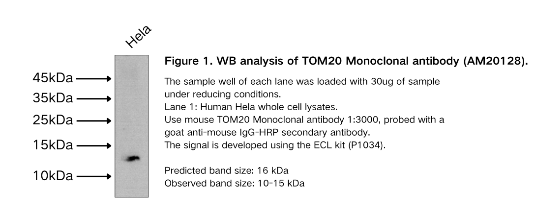 TOM20 Monoclonal antibody