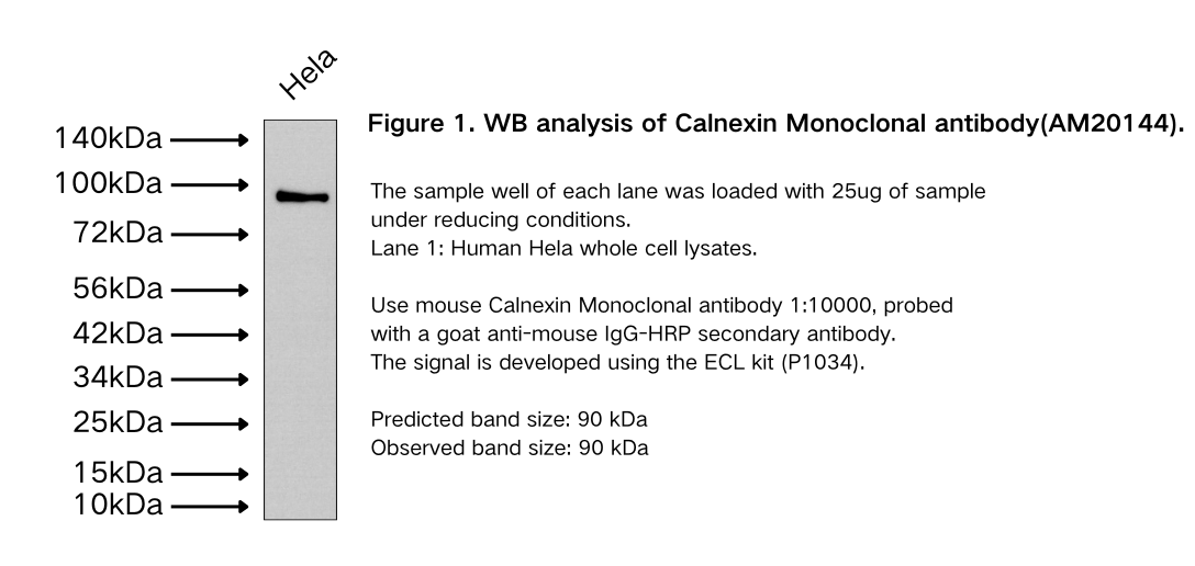 Calnexin Monoclonal antibody