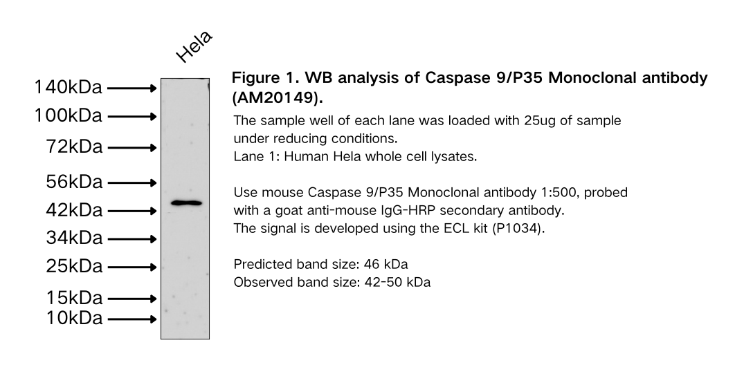 Caspase 9/P35 Monoclonal antibody