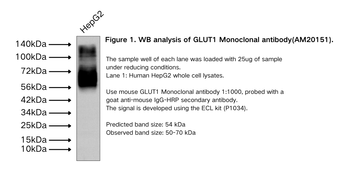 GLUT1 Monoclonal antibody