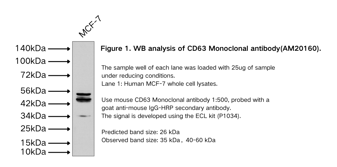 CD63 Monoclonal antibody