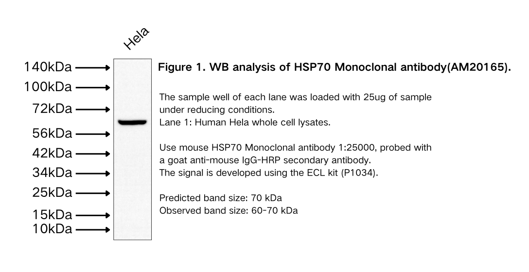 HSP70 Monoclonal antibody