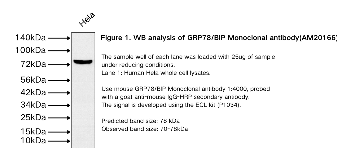 GRP78/BIP Monoclonal antibody
