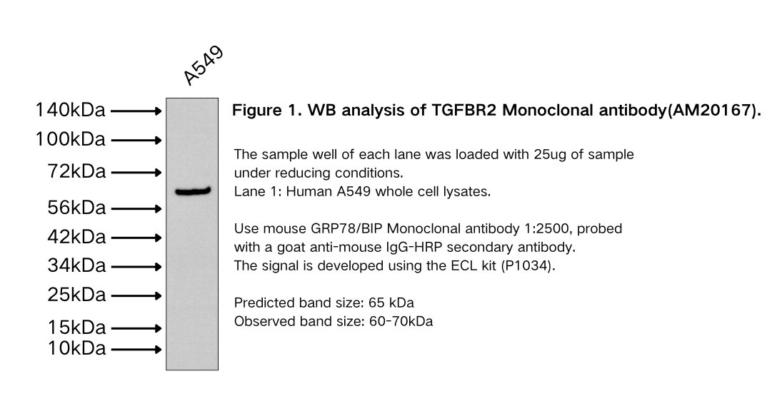 TGFBR2 Monoclonal antibody