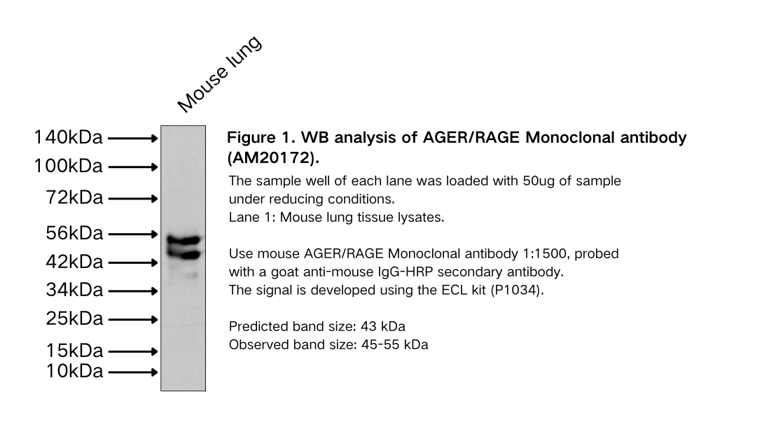 AGER/RAGE Monoclonal antibody