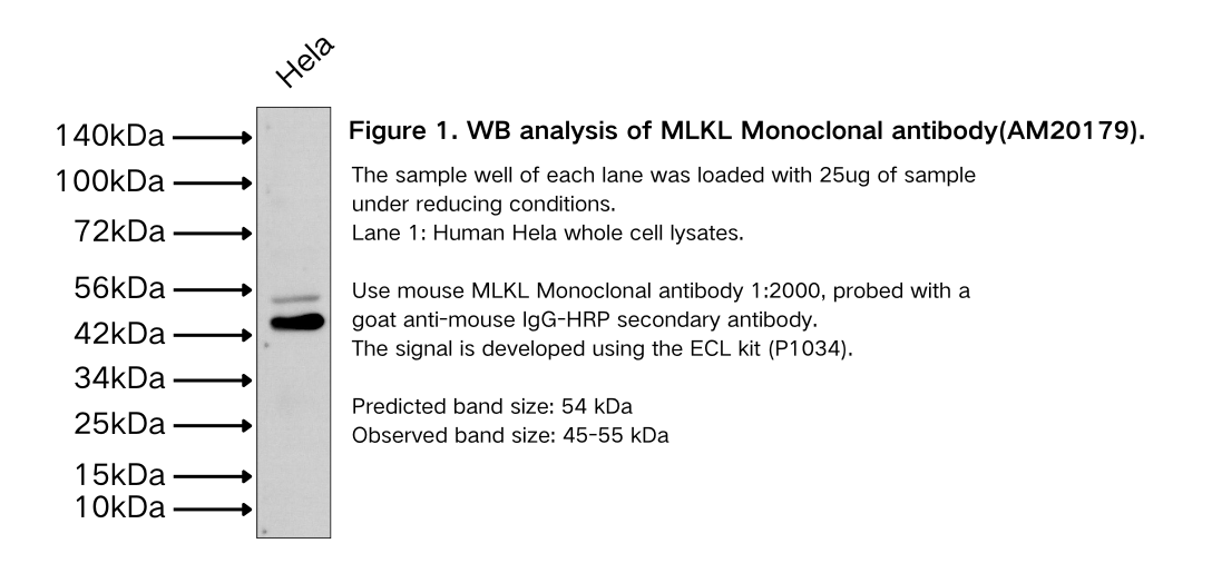 MLKL Monoclonal antibody