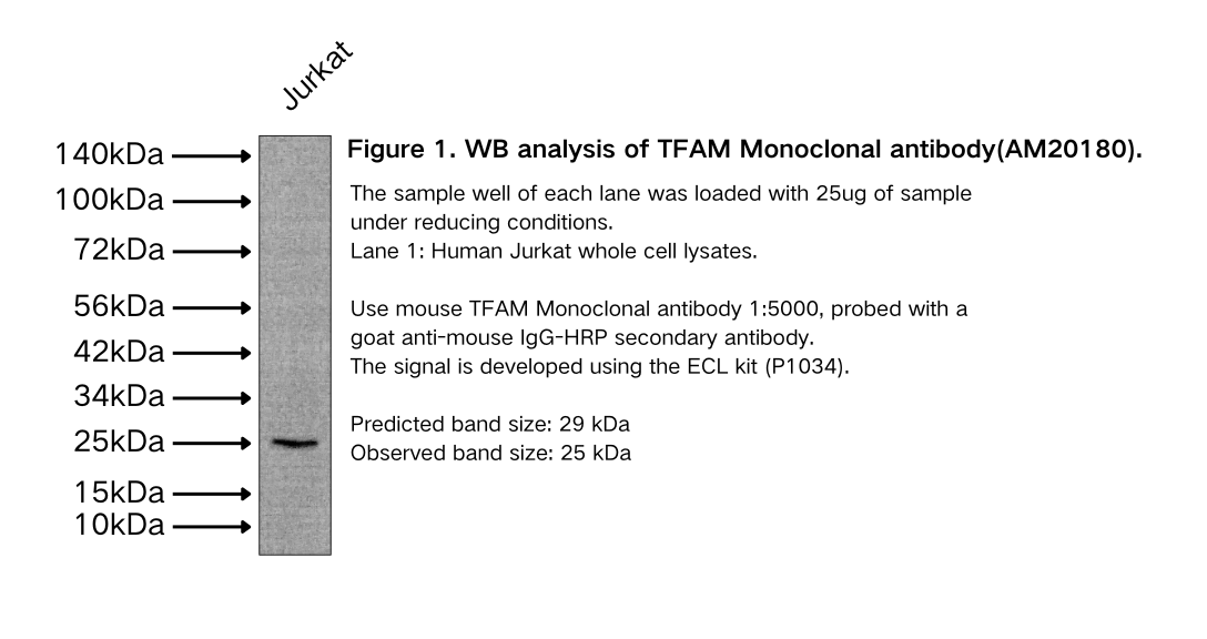 TFAM Monoclonal antibody