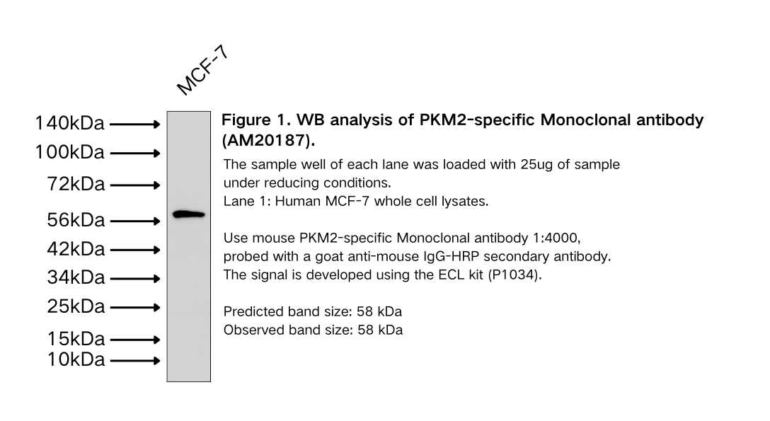 PKM2-specific Monoclonal antibody