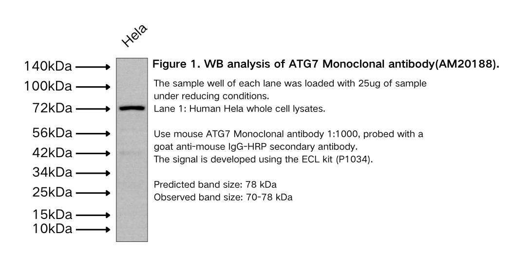 ATG7 Monoclonal antibody