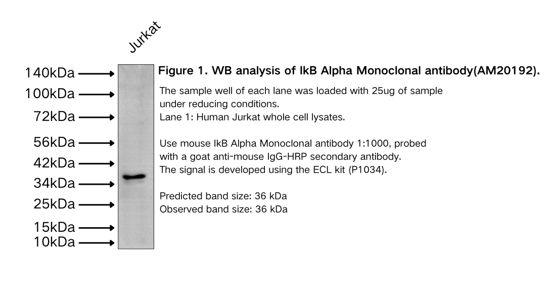 IkB Alpha Monoclonal antibody