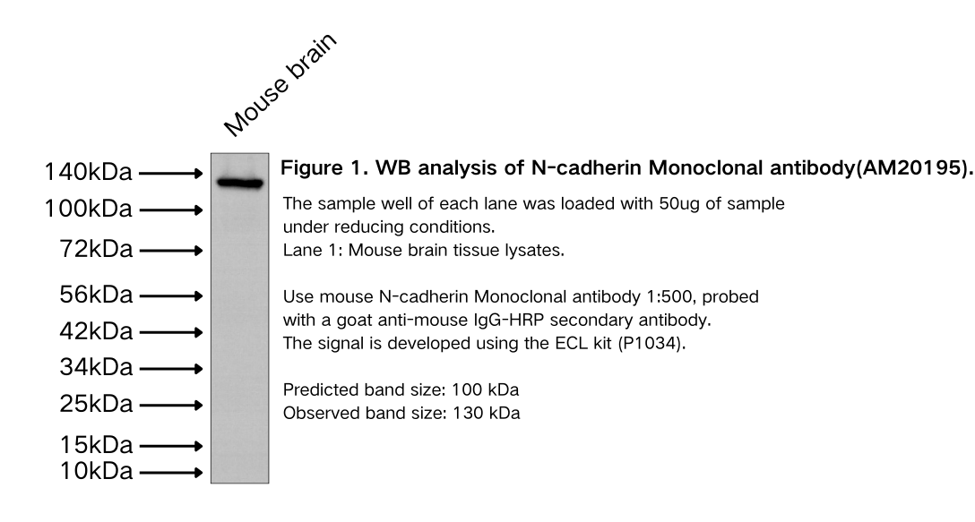 N-cadherin Monoclonal antibody