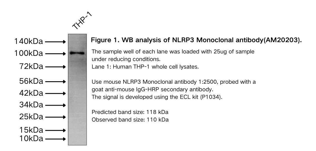 NLRP3 Monoclonal antibody