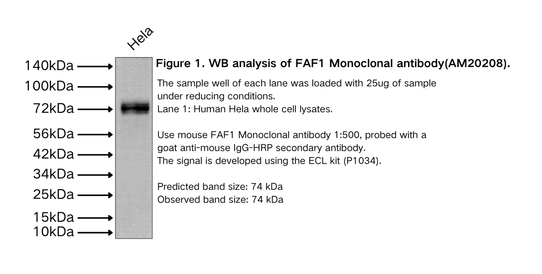 FAF1 Monoclonal antibody