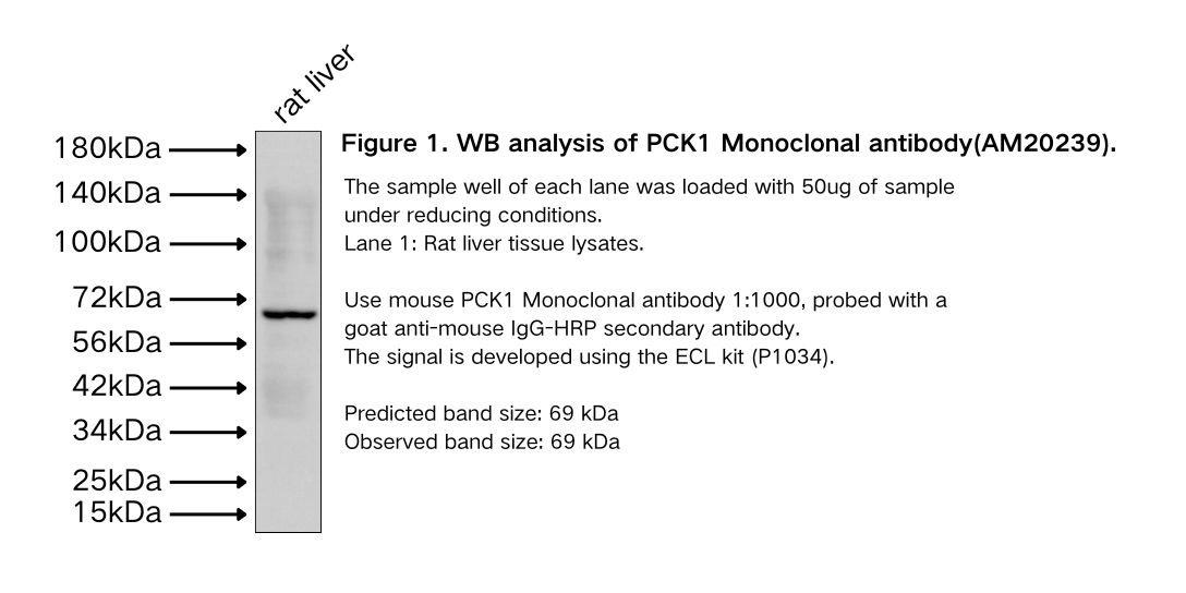 PCK1 Monoclonal antibody