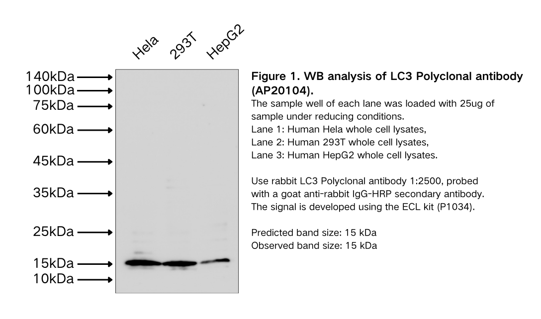 LC3 Polyclonal antibody