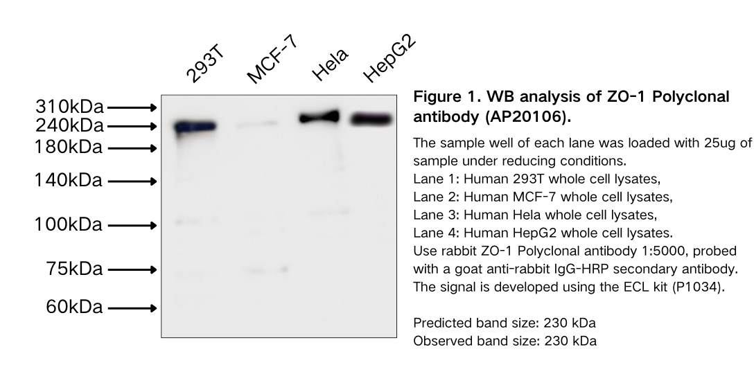 ZO-1 Polyclonal antibody