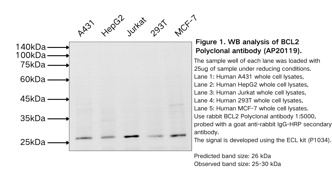 BCL2 Polyclonal antibody