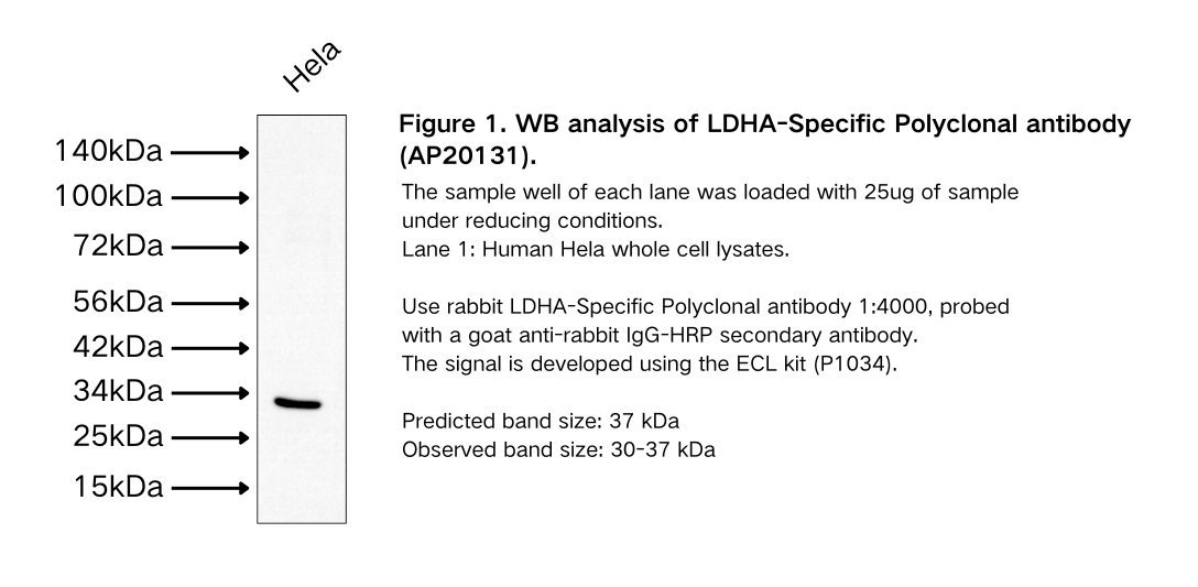 LDHA-Specific Polyclonal antibody