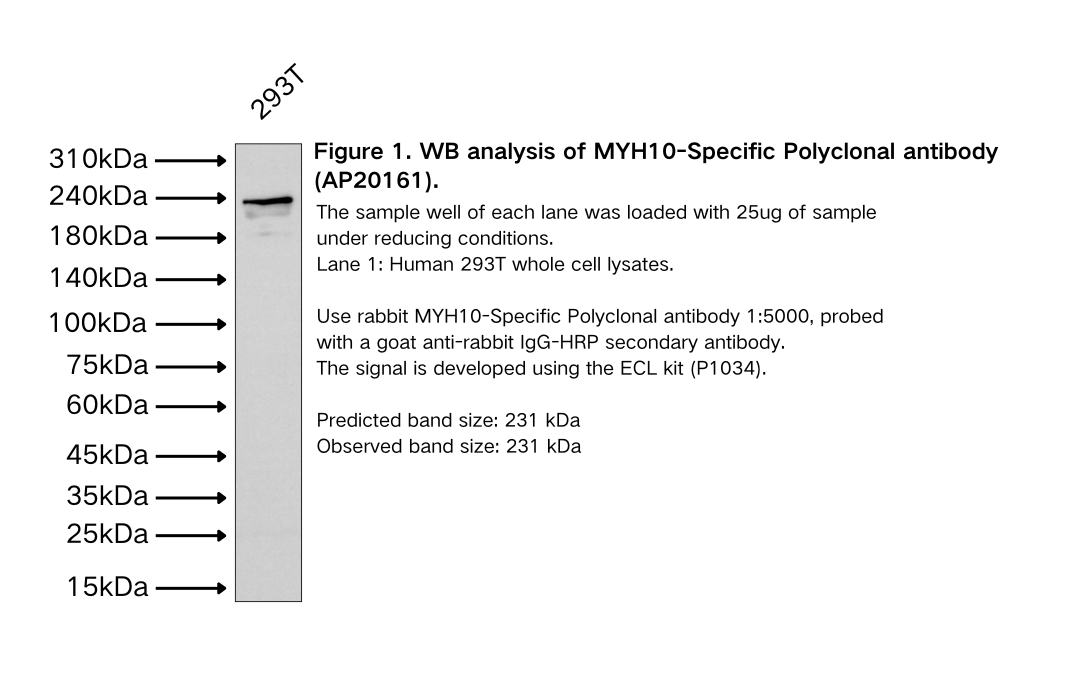 MYH10-Specific Polyclonal antibody
