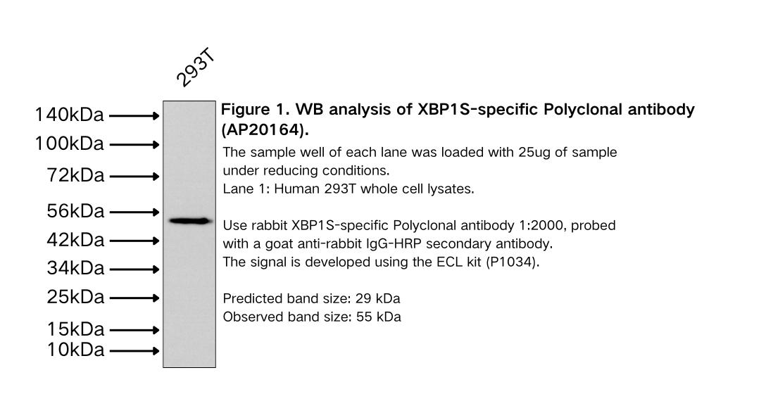 XBP1S-specific Polyclonal antibody