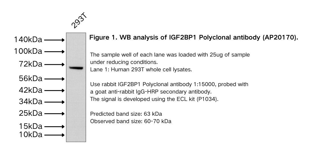 IGF2BP1 Polyclonal antibody