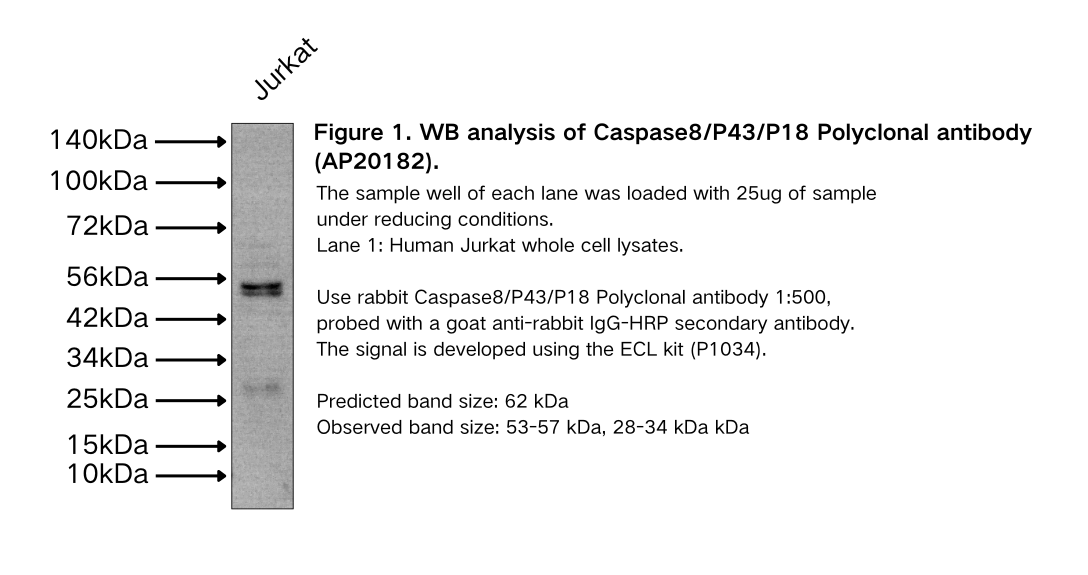 Caspase8/P43/P18 Polyclonal antibody