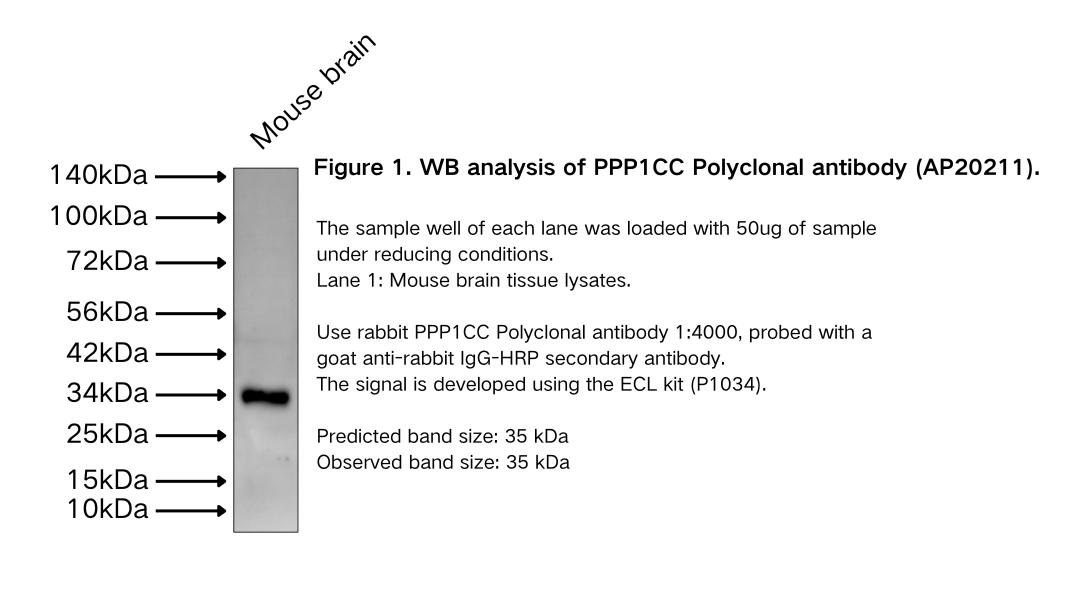 PPP1CC Polyclonal antibody