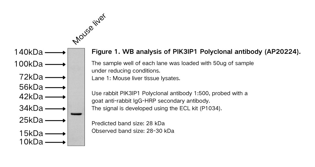 PIK3IP1 Polyclonal antibody