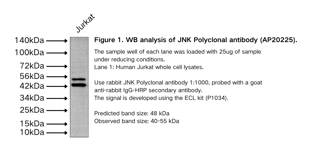 JNK Polyclonal antibody