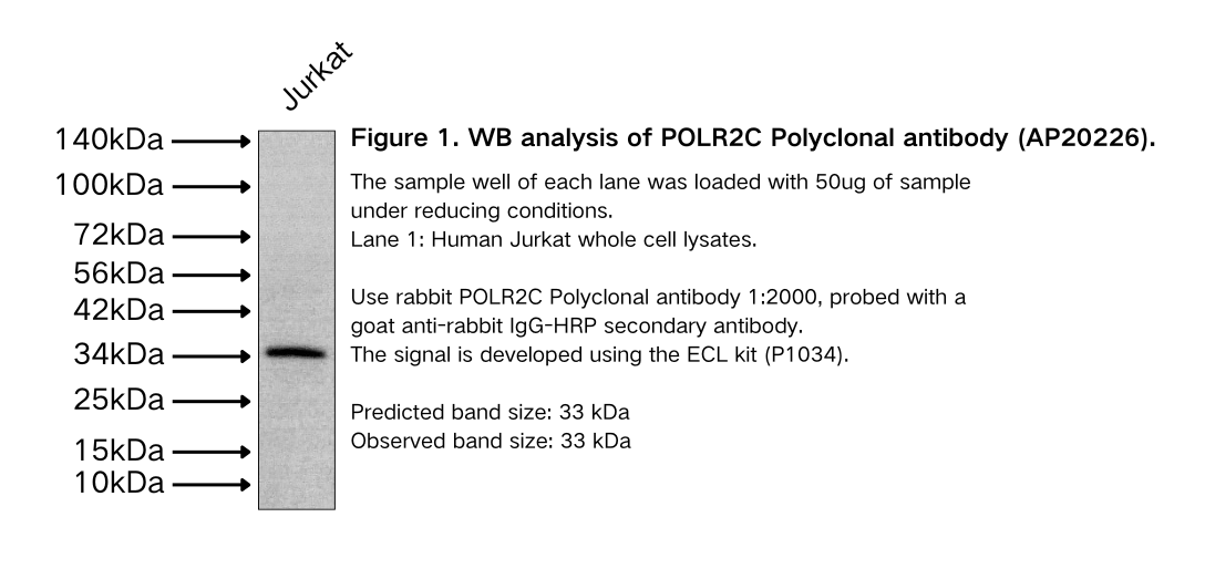 POLR2C Polyclonal antibody
