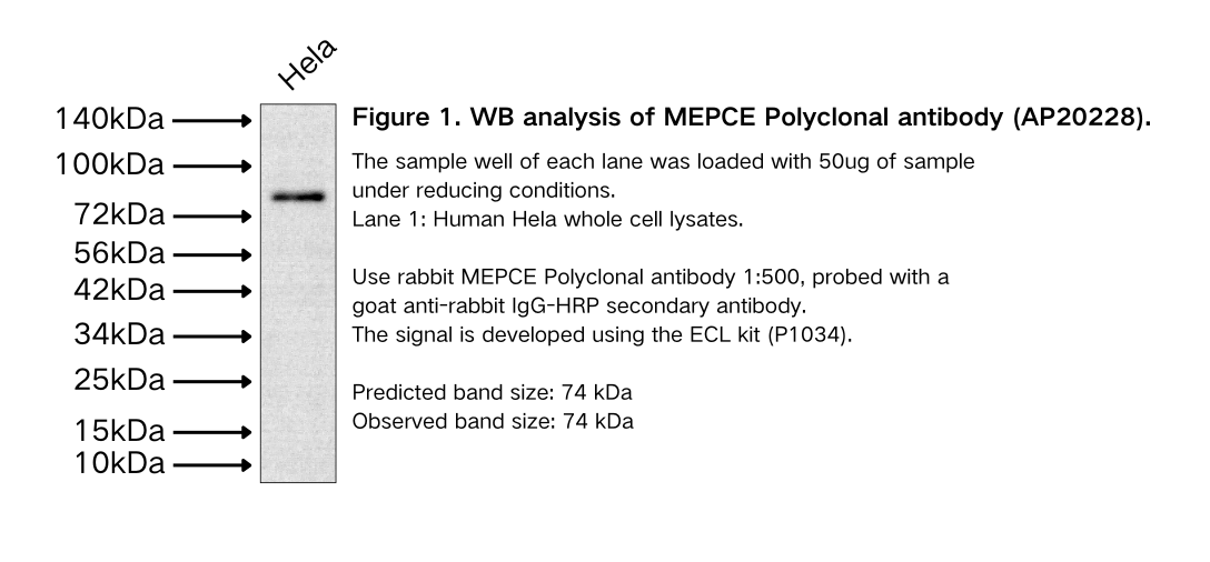 MEPCE Polyclonal antibody