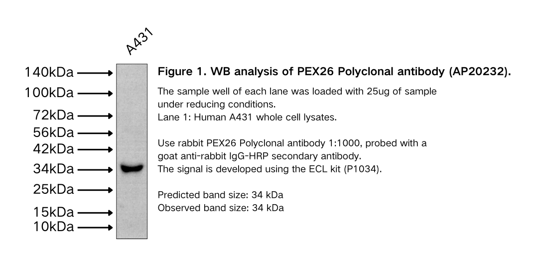 PEX26 Polyclonal antibody