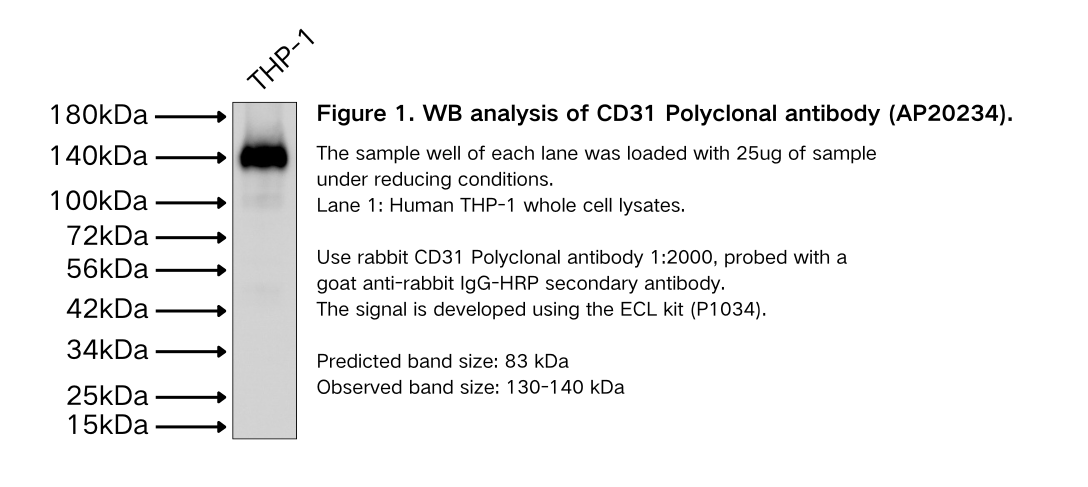 CD31 Polyclonal antibody