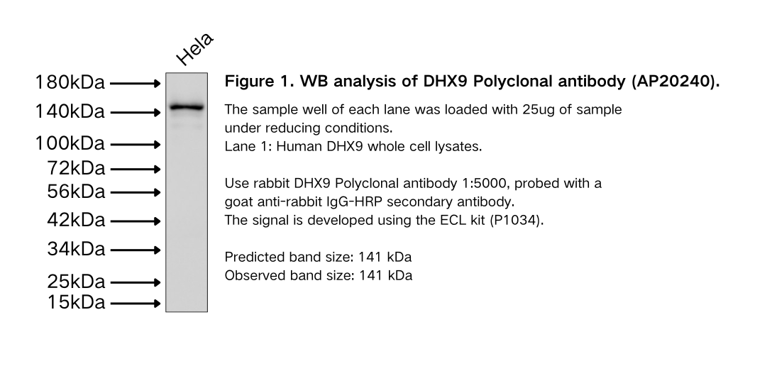 DHX9 Polyclonal antibody