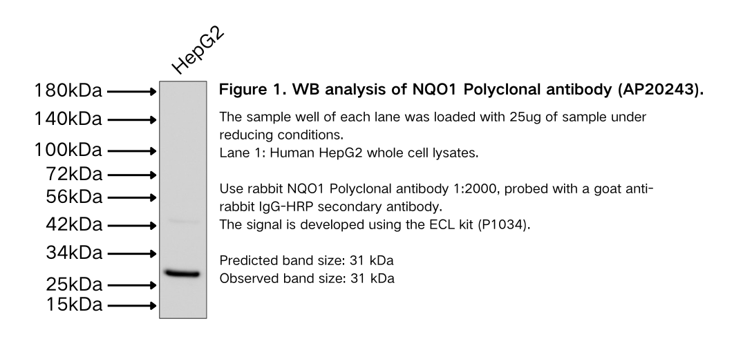 NQO1 Polyclonal antibody