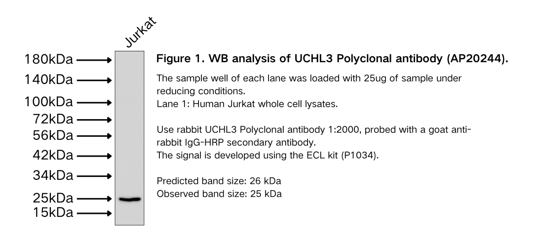 UCHL3 Polyclonal antibody