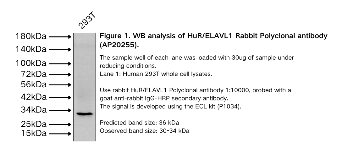 HuR/ELAVL1 Rabbit Polyclonal antibody