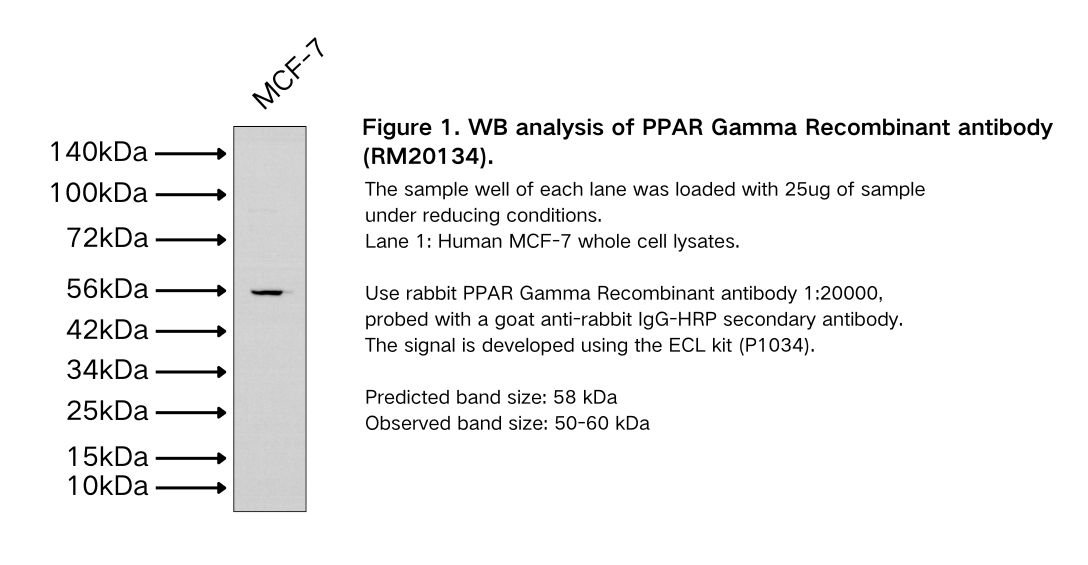 PPAR Gamma Recombinant antibody